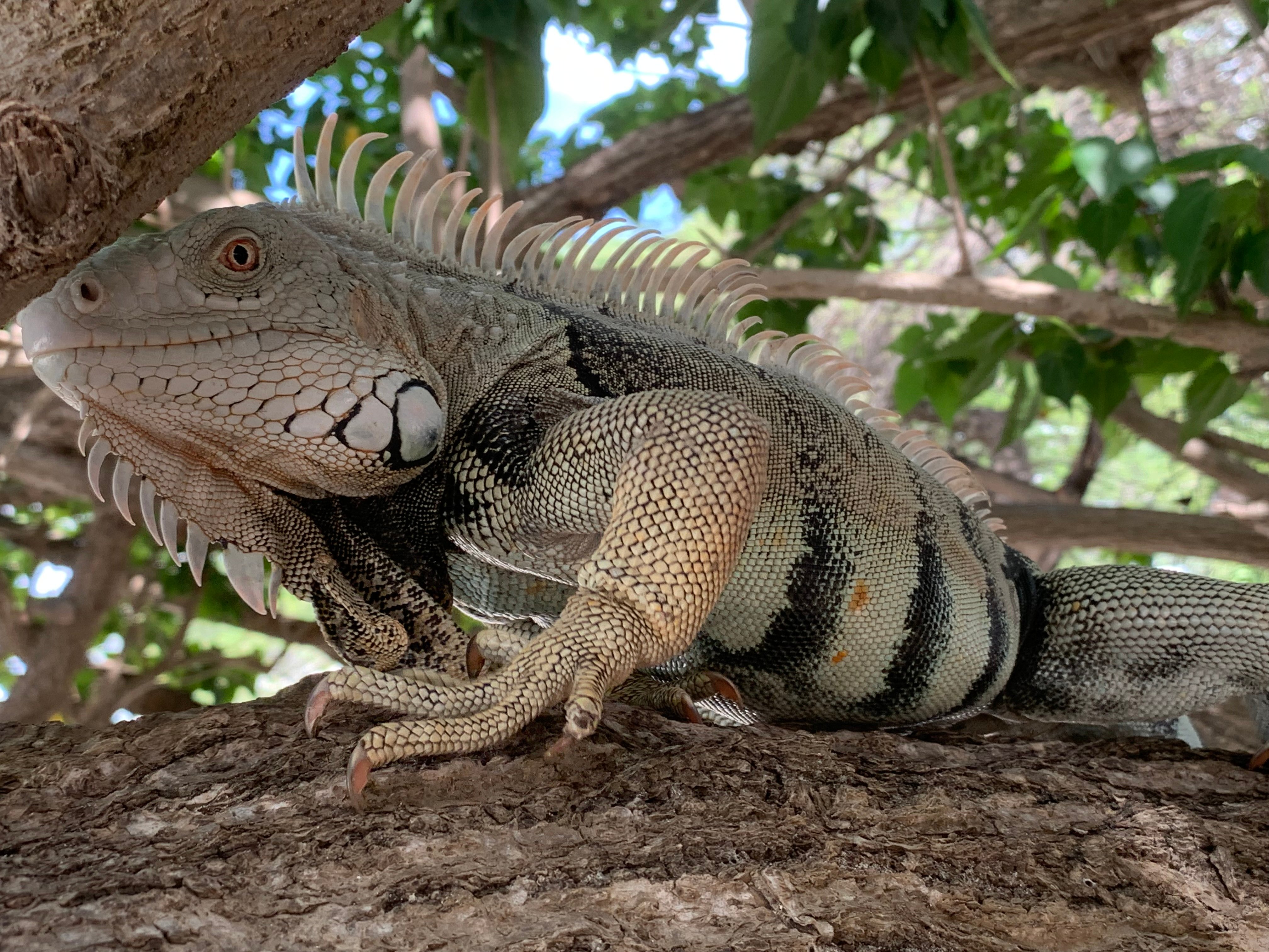 Aruba